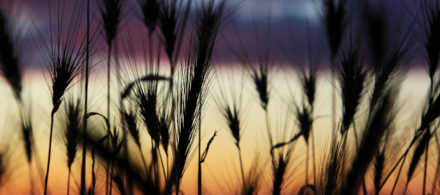 Getreide im Sonnenuntergang